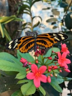 image of a butterfly at the connecticut science center.