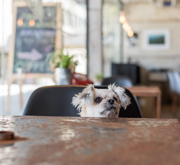 image of dog sitting at table at dog friendly restaurants in CT.