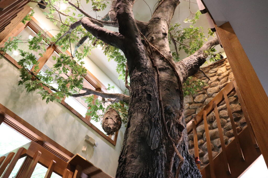 image of tree inside of the denison pequotsepos nature center.