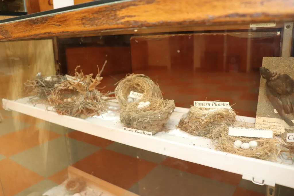 Images of birds nests at Pequot Nature Center in Mystic, CT.