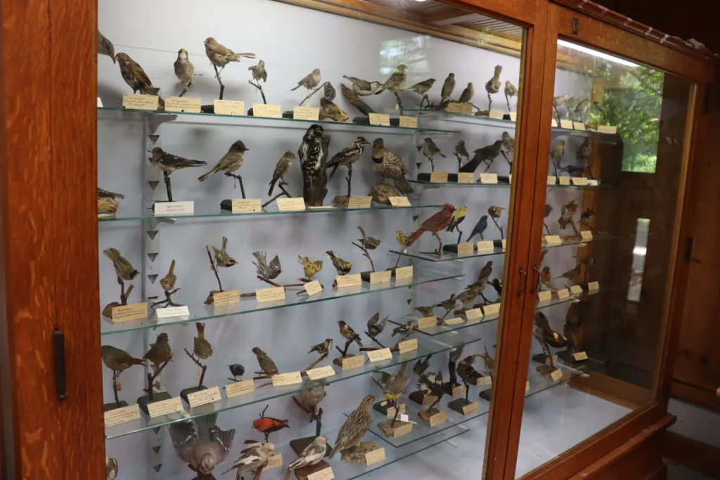 image of bird exhibit at denison pequotsepos nature center.