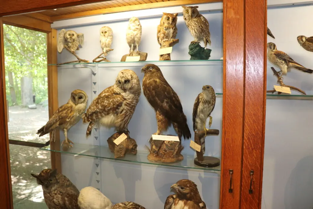 image of bird exhibit at denison pequotsepos nature center.