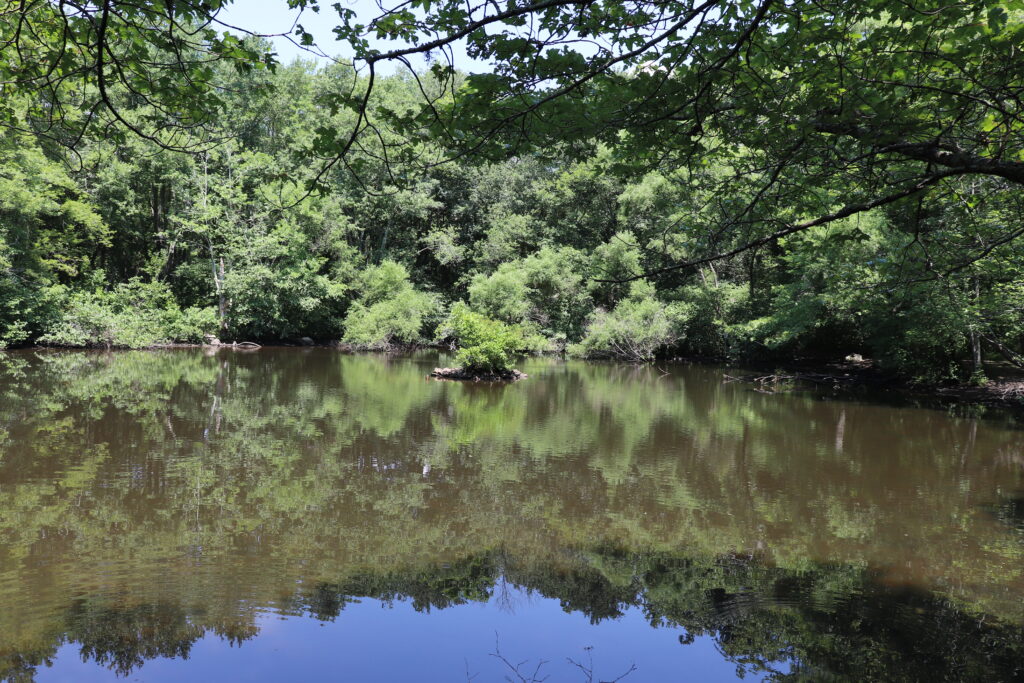 Image of pond at Pequot Nature Center.