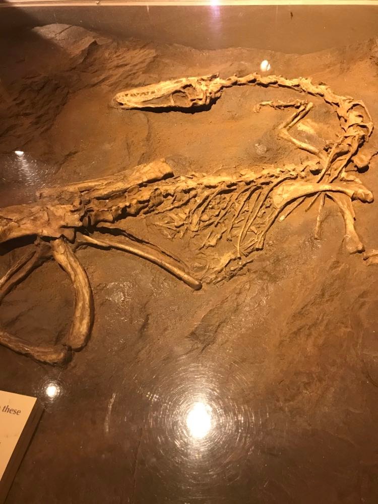 image of dinosaur fossils at dinosaur state park in rocky hill ct.