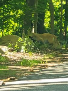 Are There Mountain Lions In CT We Have The Answer For 2025 The are-there-mountain-lions-in-ct-we-have-the-answer-for-2025-the