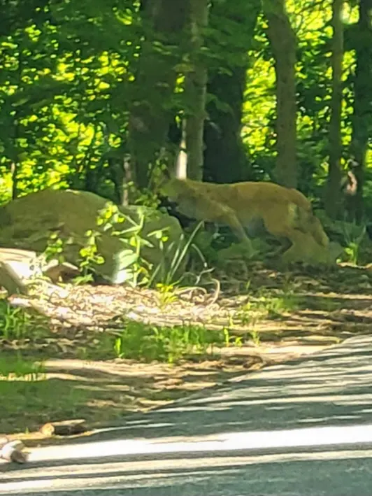 Image of what appears to be a mountain lion in Willington CT.