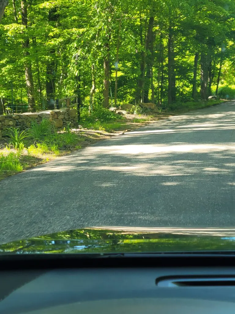 Image of what appears to be a mountain lion in Willington CT.