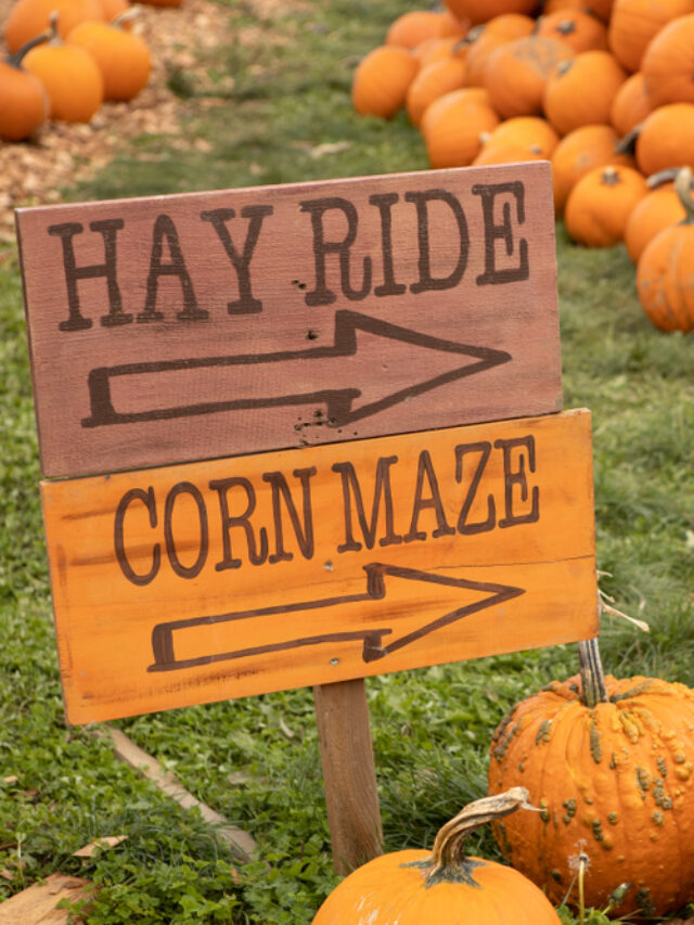 Click here to find a CT corn maze near you!